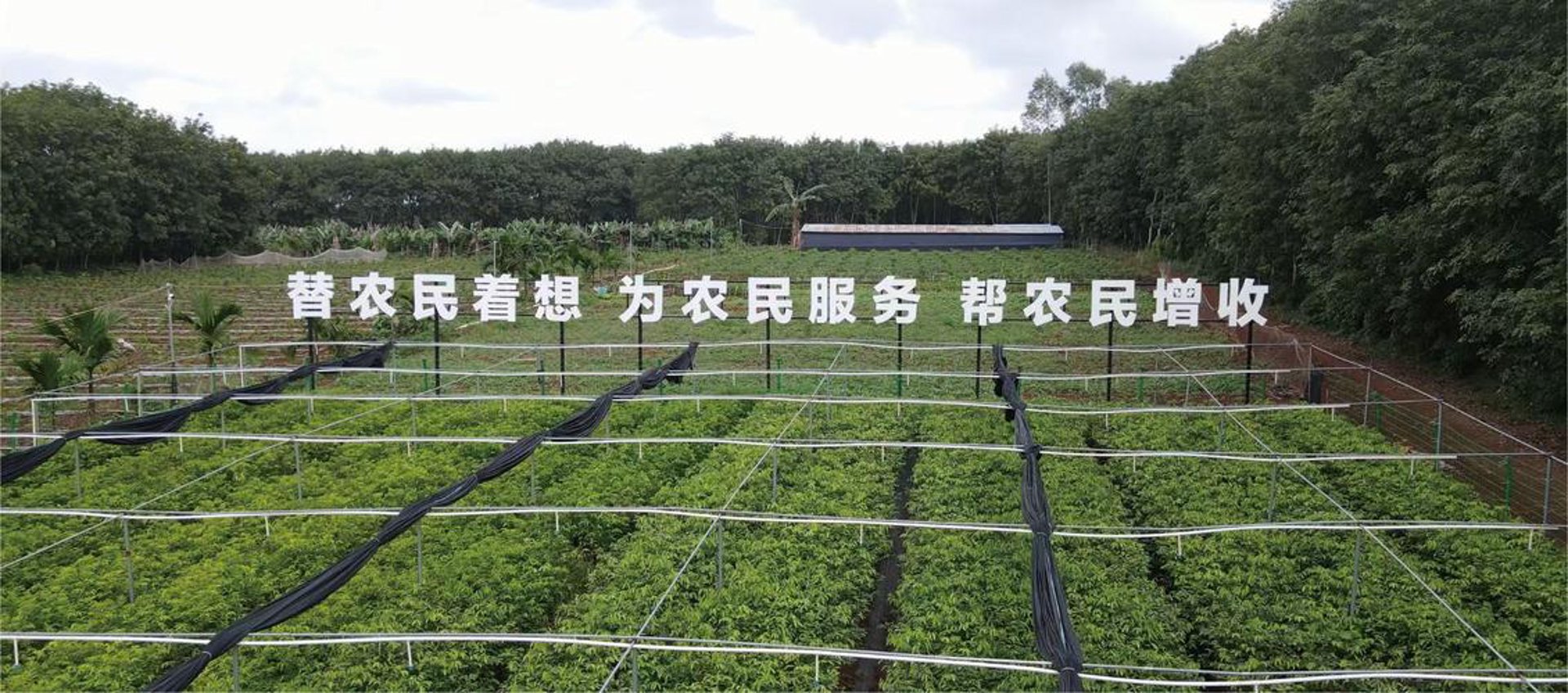 沉香养生文化小镇